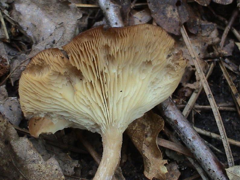 Vari funghi primaverili